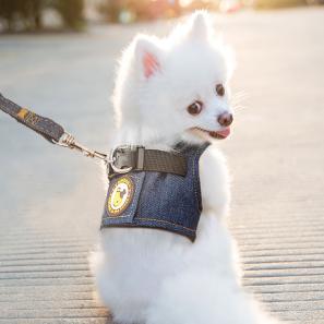 Dog Harness with Leash 